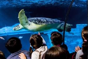 Surfaventura Aniversários Sealife