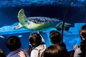 Surfaventura Aniversários Sealife